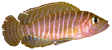Neolamprolugos similis Neolamprolugos similis